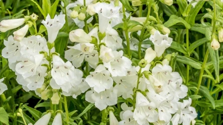 Penstemon to niezwykle dekoracyjna roślina, odporna na ślimaki. Obejmuje ponad 250 gatunków i sprawdzi się do każdego ogrodu.