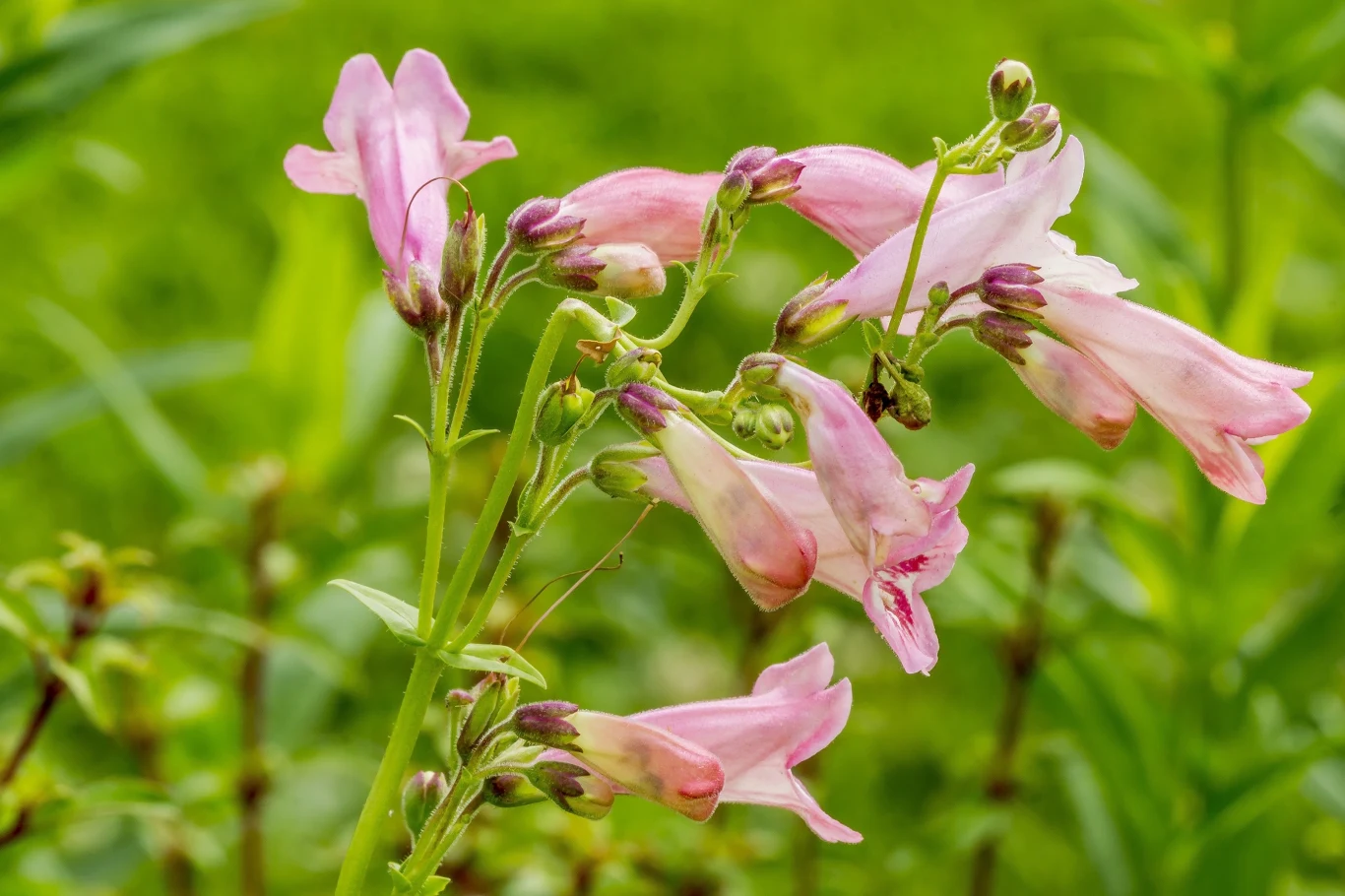 Penstemon charakteryzuje się dzwonkowatymi kwiatami w licznych barwach, takich jak fioletowy, różowy, czerwony czy też biały. 