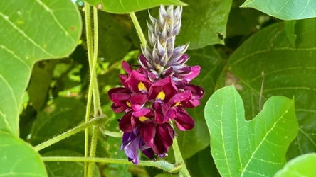 Opornik łatkowaty zagraża nie tylko rodzimej przyrodzie 