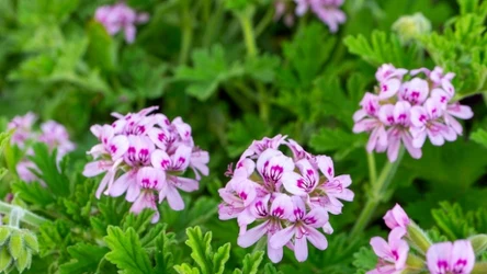 Pelargonię "Citronella" jest skuteczna w walce z komarami. 