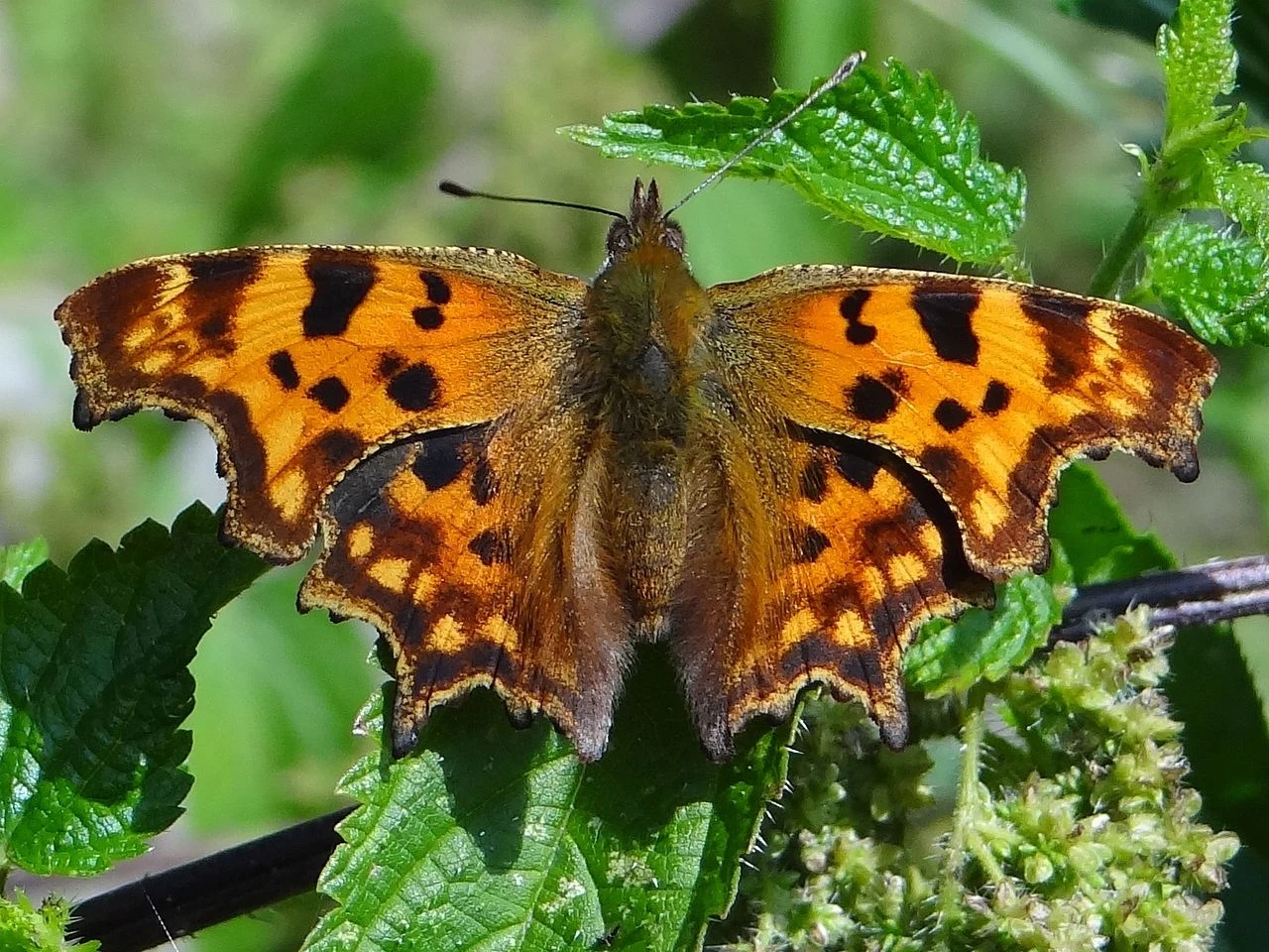 Motyl o pomarańczowo-brązowych skrzydłach z czarnymi plamkami siedzi na zielonych liściach wśród roślinności.