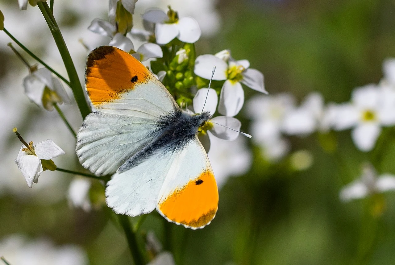 Motyl o białych skrzydłach z wyraźnymi pomarańczowymi końcówkami przysiadł na białych kwiatach; tło rozmyte w zielonej tonacji.