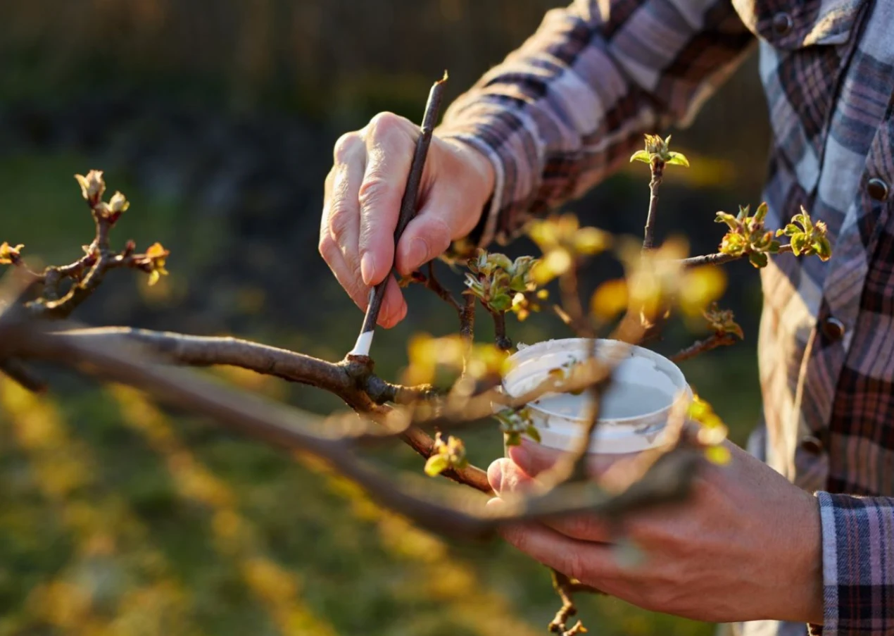 Czym smarować połamane rośliny? Czym smarować połamane rośliny?