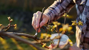 Wiatr połamał rośliny w ogrodzie? Posmaruj je tym, by naprawić szkody 