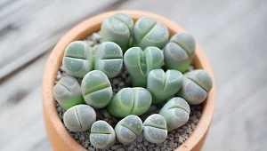 To idealna roślina dla zapominalskich. Bardziej wytrzymała niż kaktus