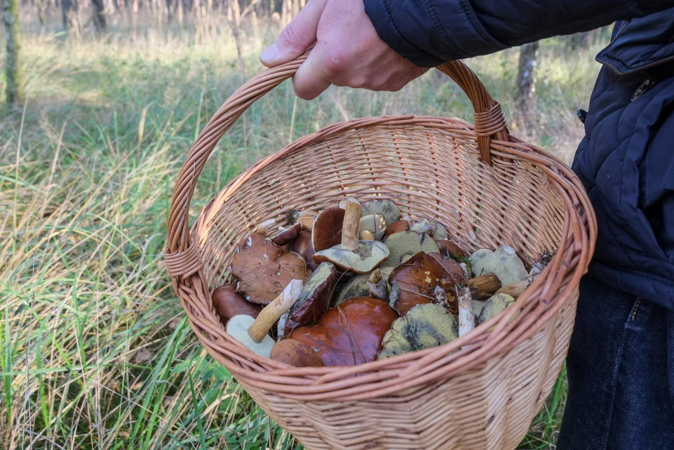 W lasach pojawia się coraz więcej grzybów. Gdzie wybrać się na grzybobranie w okolicy Trójmiasta?