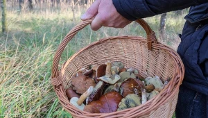 Złoto lasu w okolicy Trójmiasta. Takiego wysypu grzybów dawno nie było 