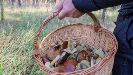 W lasach pojawia się coraz więcej grzybów. Nie wybrać się na grzybobranie w okolicy Trójmiasta?