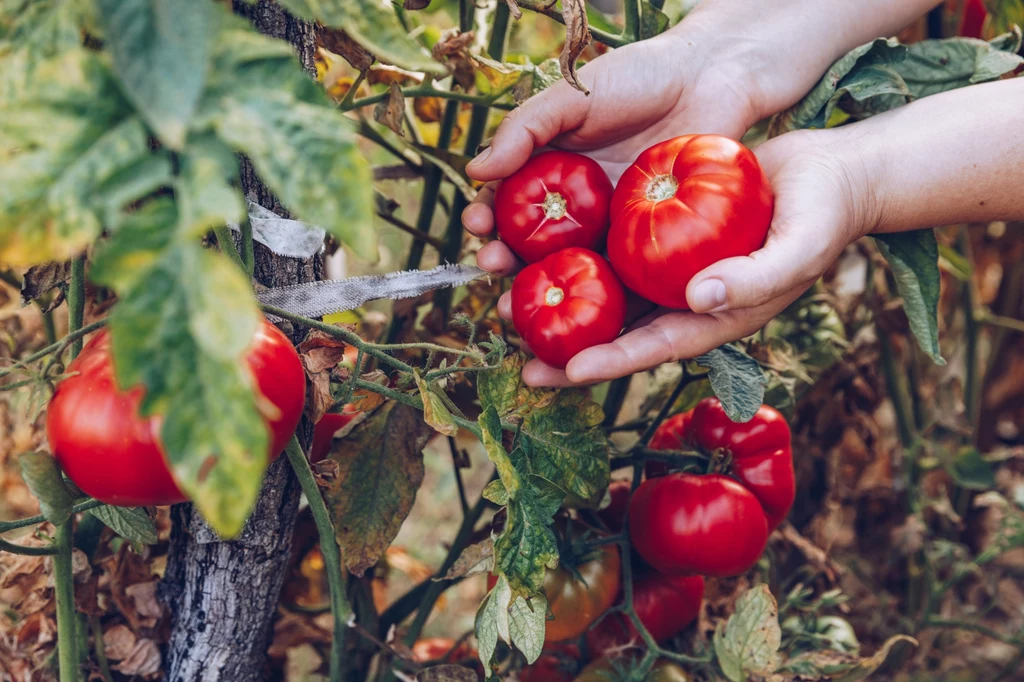 Marzyły ci się wielkie i aromatyczne pomidory z ogródka, a tu same liście? Sprawdź przyczyny Marzyły ci się wielkie i aromatyczne pomidory z ogródka, a tu same liście? Sprawdź przyczyny