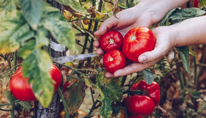 Marzyły ci się wielkie i aromatyczne pomidory z ogródka, a tu same liście? Sprawdź przyczyny