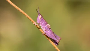 Różowy pasikonik to nie wytwór AI. Takie wybryki natury istnieją naprawdę