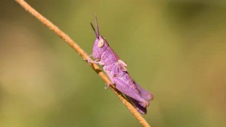 Różowy konik polny istnieje naprawdę! Skąd jego nietypowa barwa? 