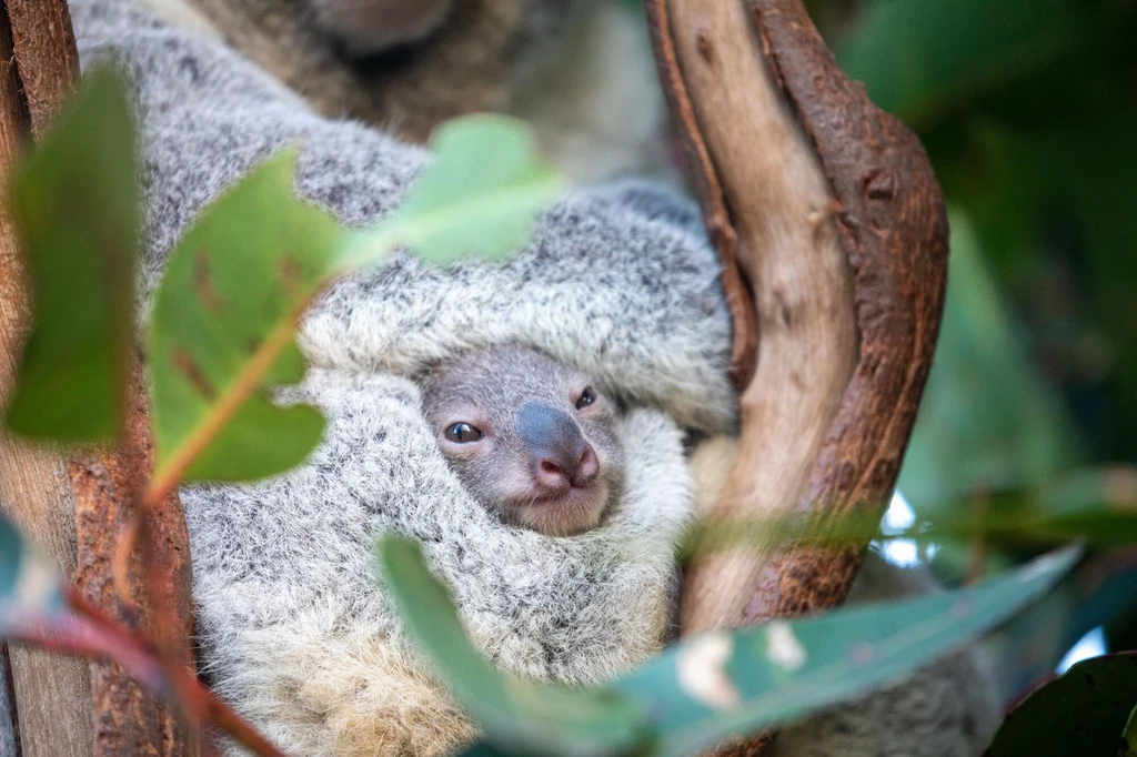 Koala żyje samotnie lub w niewielkich grupach złożonych z samca i kilku samic. Koala żyje samotnie lub w niewielkich grupach złożonych z samca i kilku samic.