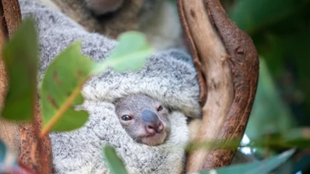 Koala żyje samotnie lub w niewielkich grupach złożonych z samca i kilku samic.