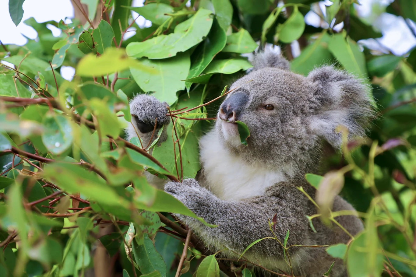 Koala siedzi na gałęziach drzewa eukaliptusowego i żuje liść, otoczony jest bujnymi zielonymi liśćmi oraz gałęziami