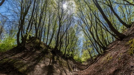 Lisi Jar to piękne miejsce ukryte na polskim wybrzeżu. Dlaczego warto go odwiedzić? 