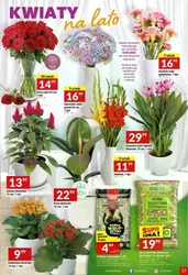 Letnie klasyki w promocji – Twój Market