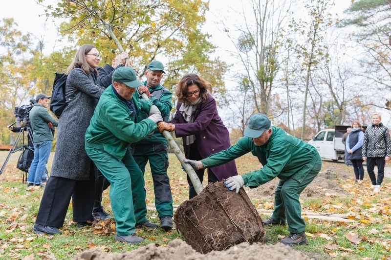 Sadzenie drzew w Gdańsku Grupa osób wspólnie sadzi drzewo w parku, kilku mężczyzn w zielonych uniformach i kobiety w płaszczach trzymają młode drzewo z dużą bryłą korzeniową, jesienne liście tworzą naturalne tło.