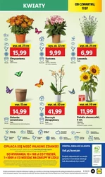 Lidl otwiera sezon na kurki