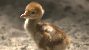 Jeden z najpiękniejszych ptaków wykluł się w Polsce. Została ich garstka