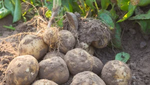 Zrób to z ziemniakami, a będziesz mieć 2 razy więcej plonów. Ten patent zdradziła mi babcia