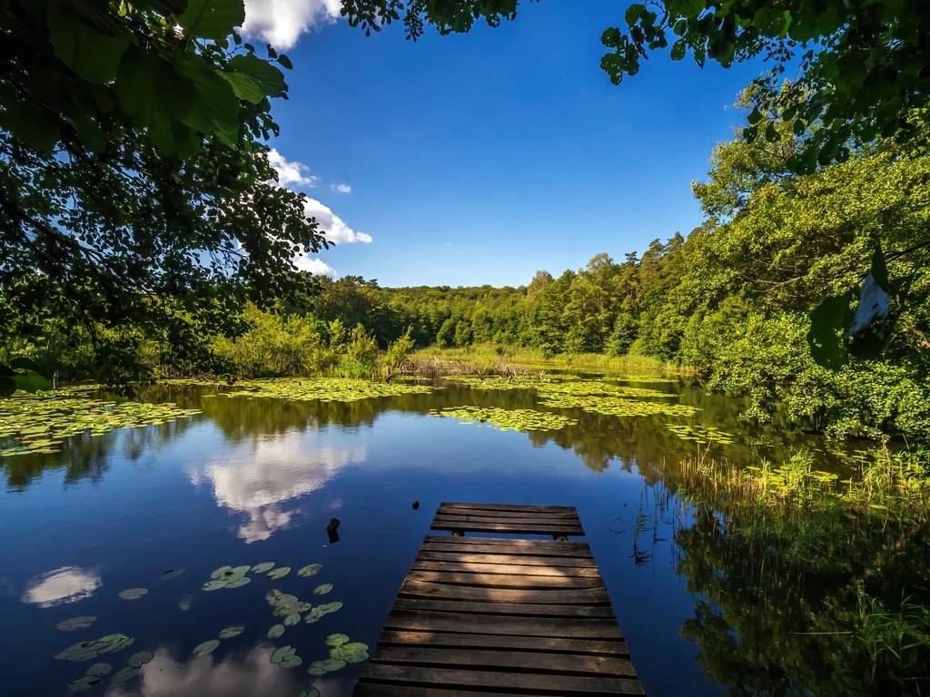 Pomost prowadzący nad spokojną taflę jeziora otoczoną bujną zielenią drzew, z wieloma liliami wodnymi unoszącymi się na powierzchni wody oraz odbiciem błękitnego nieba z białymi chmurami.