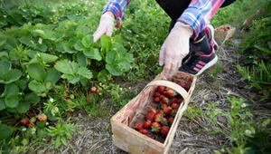 Niemieccy rolnicy obawiają się skutków podniesienia płacy minimalnej