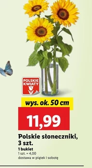 Słoneczniki Polskie kwiaty