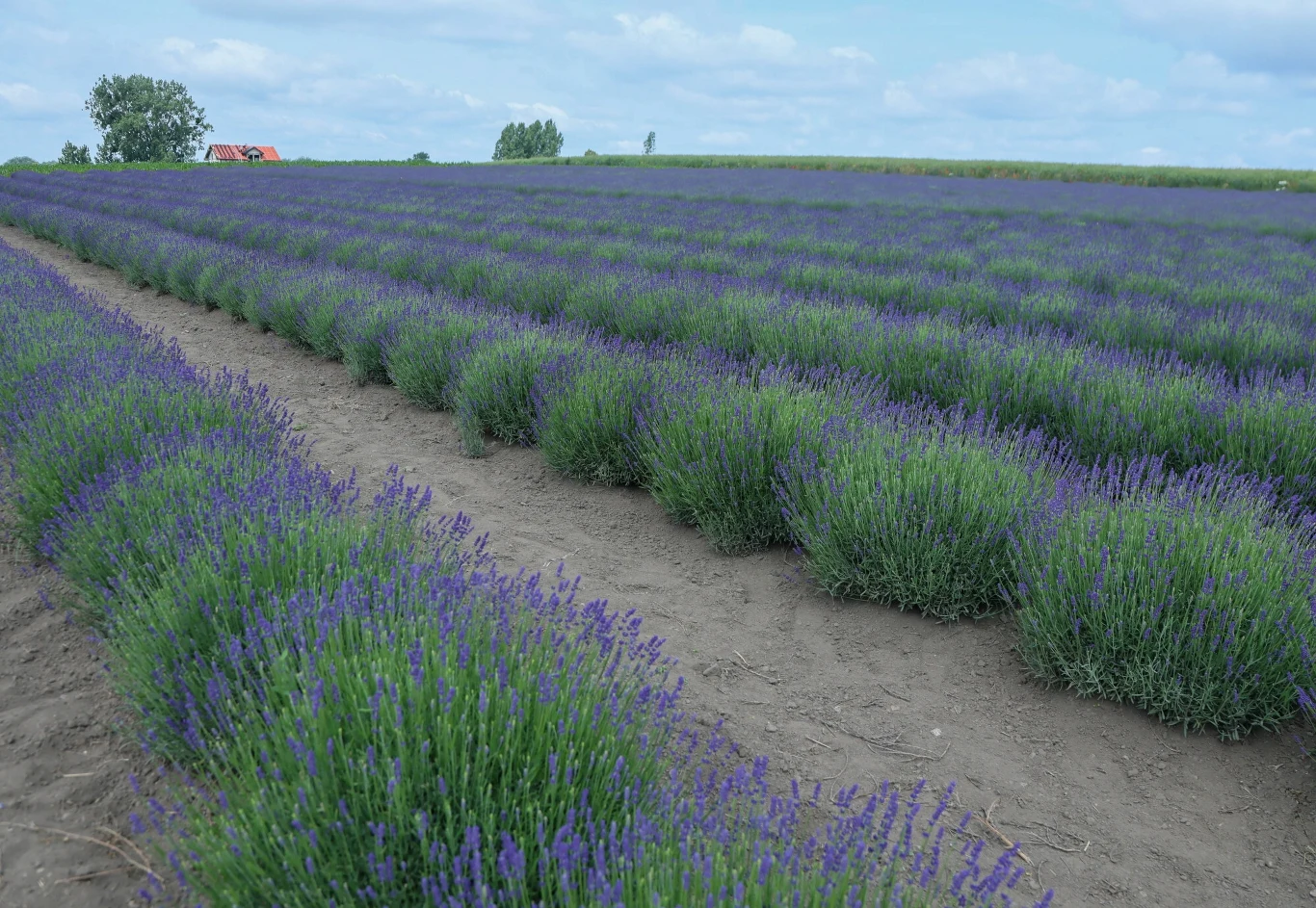 Lawendowe pola w Leszczach można odwiedzić za darmo w niektóre niedziele Lawendowe pola w Leszczach można odwiedzić za darmo w niektóre niedziele