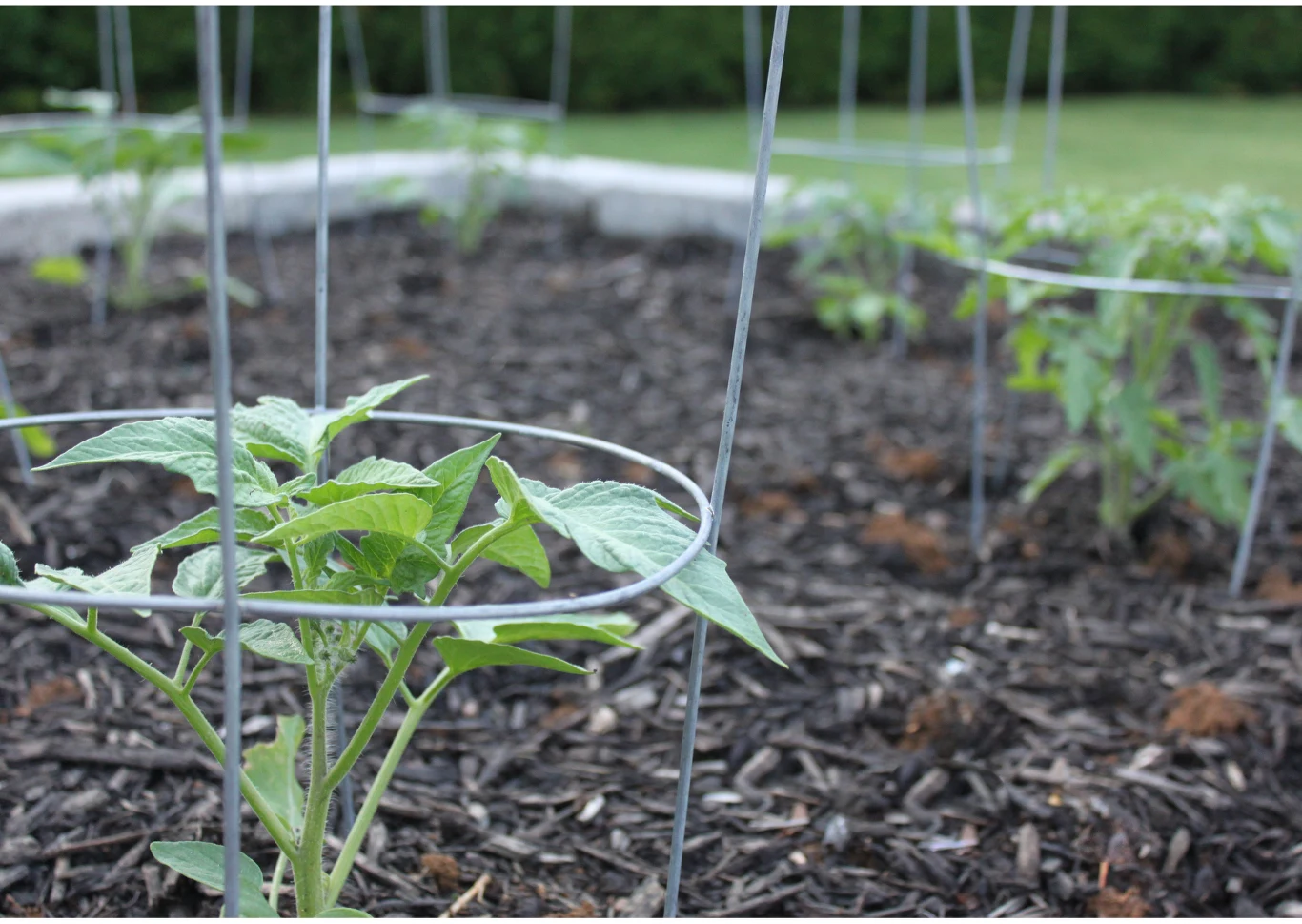Canva/ Dzięki metalowym klatkom pomidory będą zabezpieczone przed łamaniem