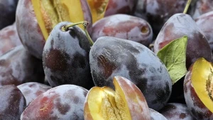 Które śliwki są najlepsze? Warto zwrócić uwagę na te odmiany.