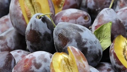 Które śliwki są najlepsze? Warto zwrócić uwagę na te odmiany.