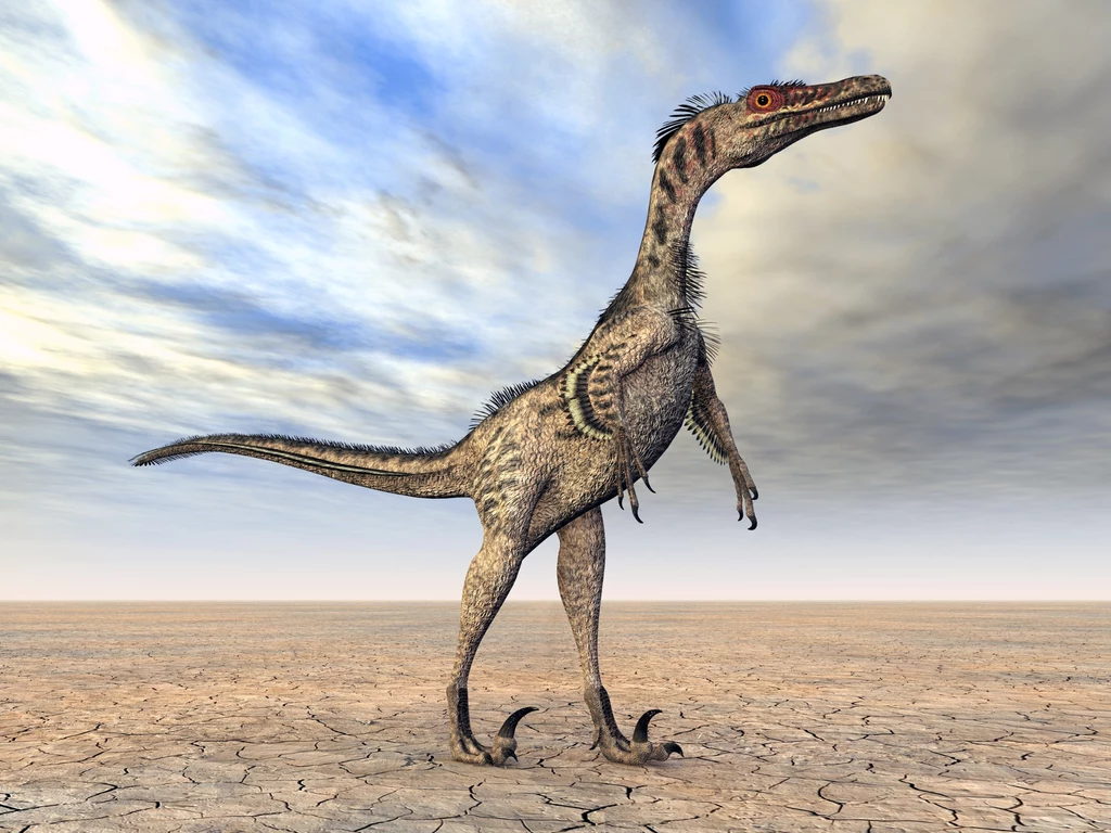 Welociraptor był zbyt ciężki, aby latać Drapieżny dinozaur z długimi pazurami stojący na spękanej, suchej ziemi pod szerokim, zachmurzonym niebem.