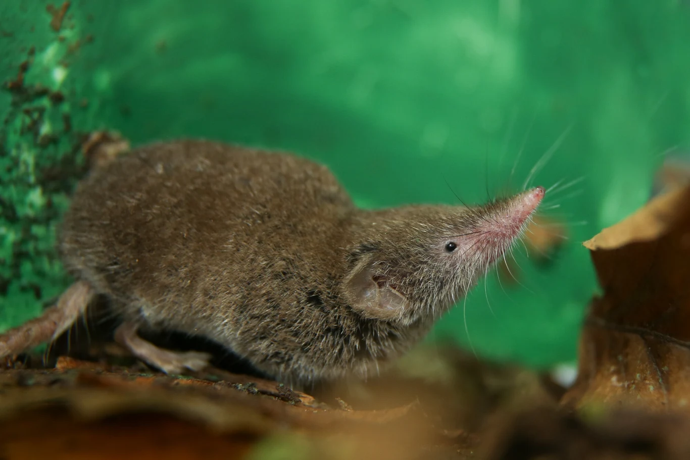 Ryjówka z wyraźnie wydłużonym pyskiem i szaro-brązowym futrem porusza się po leśnym podłożu porozrzucanym suchymi liśćmi na tle zielonej powierzchni.