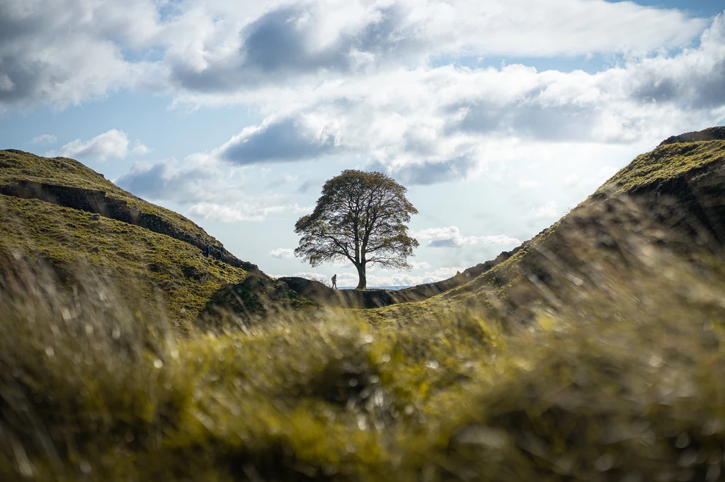 "Sycamore Gap tree" wystąpiło w filmach i teledyskach. Było też miejscem ślubów, zaręczyn, niezliczonych sesji zdjęciowych i podróży Samotne drzewo dumnie rośnie pomiędzy dwoma porośniętymi zieloną trawą wzgórzami, na tle nieba z rozproszonymi chmurami.