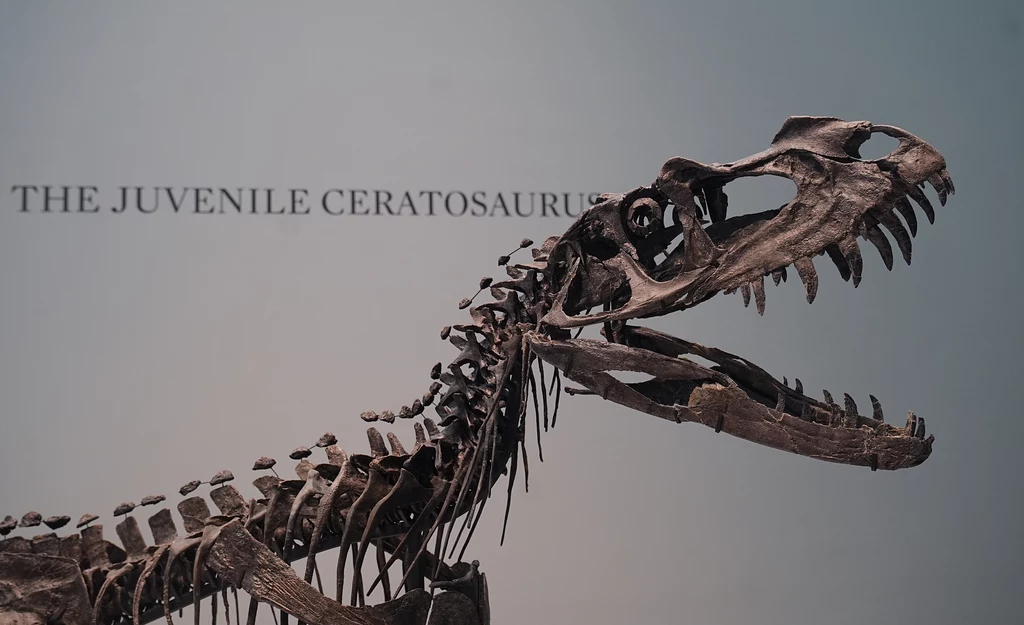 Szkielet ceratozaura sprzedany na aukcji Sotheby's Szkielet młodego ceratozaura z otwartą paszczą, wyeksponowany na tle neutralnego tła z angielskim napisem wskazującym gatunek dinozaura.