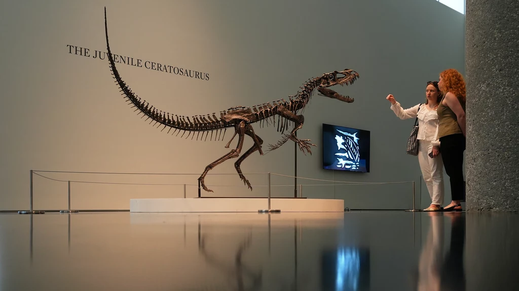 Omawiany ceratozaur to jeden z najdroższych szkieletów dinozaurów, jakie kiedykolwiek sprzedano na aukcji Szkielet młodego ceratozaura wyeksponowany w muzeum, dwie osoby podziwiają eksponat i wskazują na szczegóły, tło stanowi gładka ściana z nazwą gatunku oraz monitor prezentujący dodatkowe informacje.