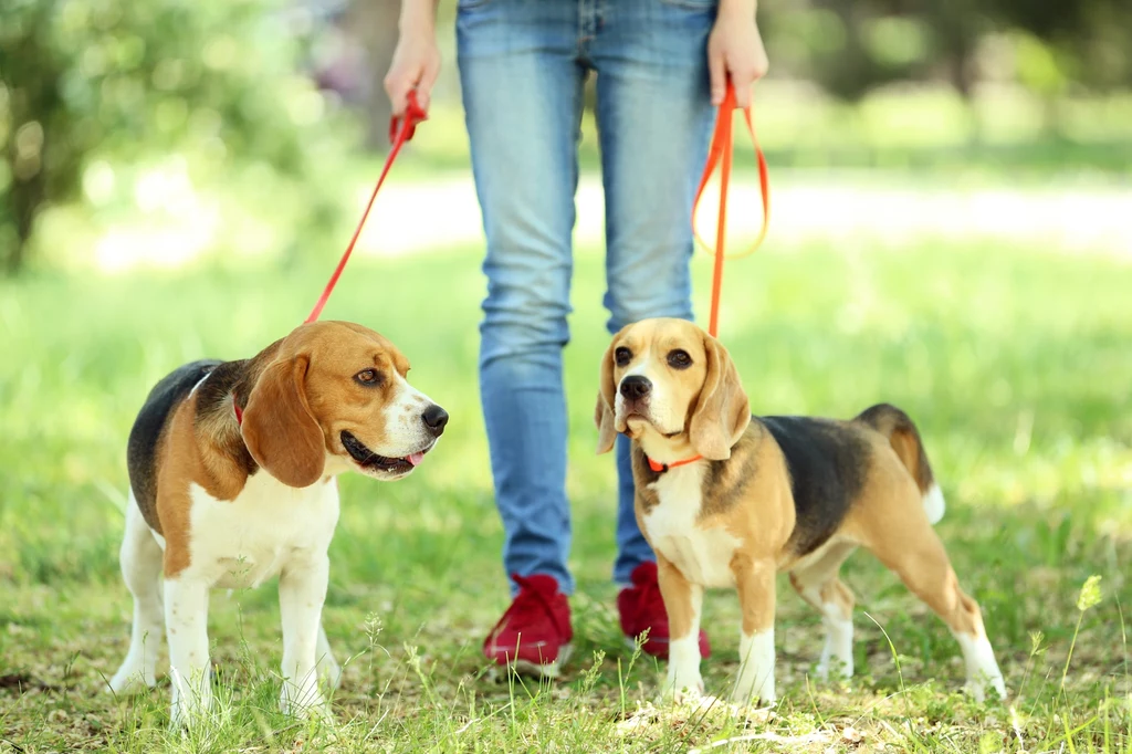 Pet sitting to dobry sposób na odkrycie nowych miejsc