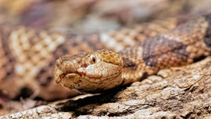 Gdzie jest najwięcej węży na świecie? 48 gatunków w jednym miejscu