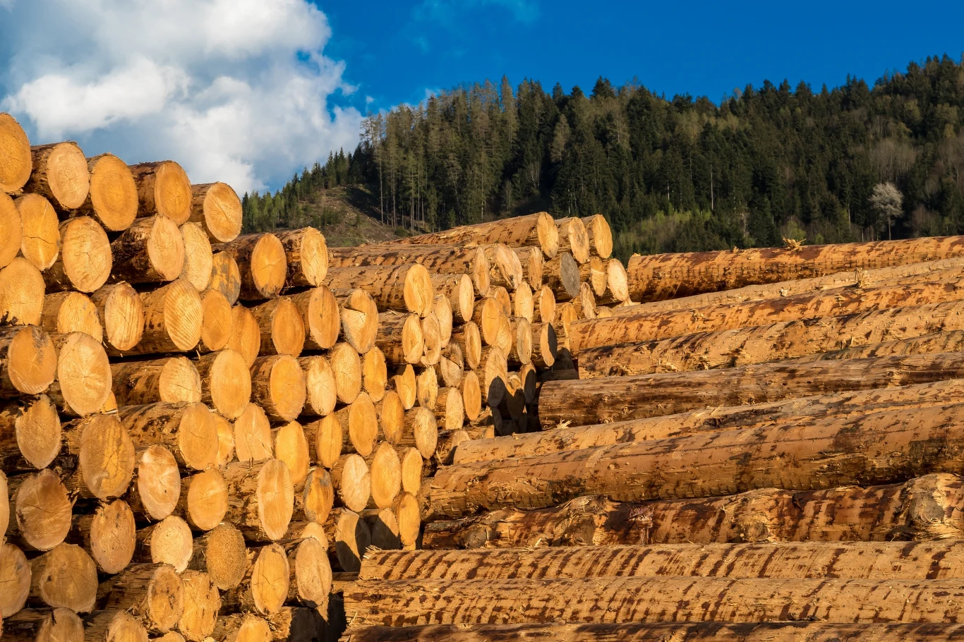 Stosy dużych, świeżo ściętych pni ułożone w kilku rzędach na tle leśnego zbocza i błękitnego nieba z niewielką ilością chmur.