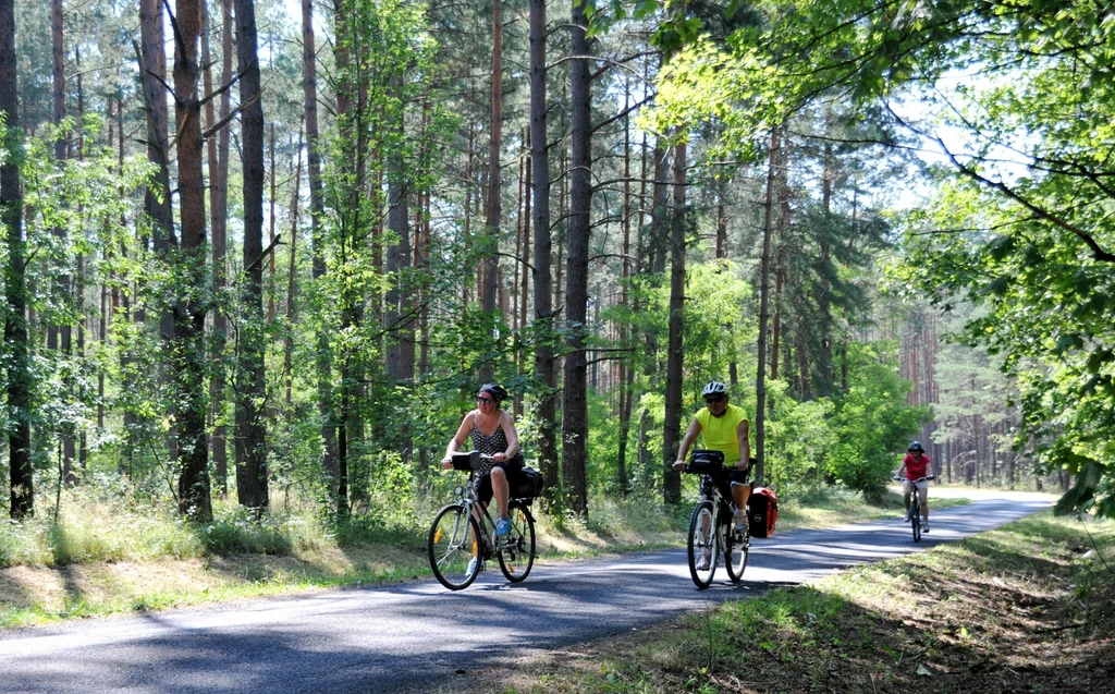 Trójka rowerzystów jedzie po asfaltowej ścieżce przez las, promienie słońca przebijają się przez drzewa, wokół zielone liście i wysokie sosny, panuje spokojna, letnia atmosfera.