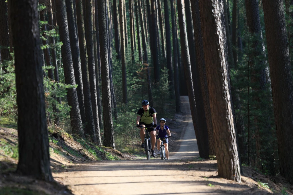 Dwoje rowerzystów, dorosły i dziecko, jadą leśną ścieżką otoczoną wysokimi, prostymi drzewami sosnowymi, przez które wpada poranne światło.