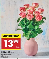 Роза