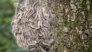 Plaga groźnych gąsienic w Niemczech. Zamykają przedszkola, odwołują imprezy