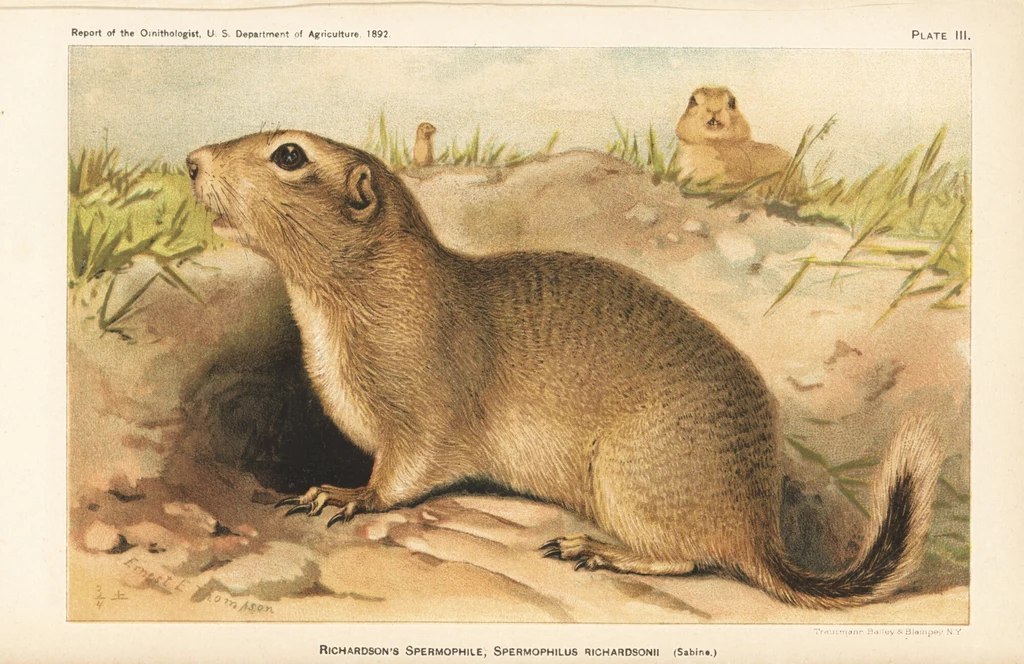 W centrum ilustracji widoczny jest gryzoń, piesek preriowy stojący przed wejściem do nory, zerkający w lewą stronę; w tle na łące widać jeszcze dwa osobniki tego samego gatunku, a całość otacza trawa i ziemia.