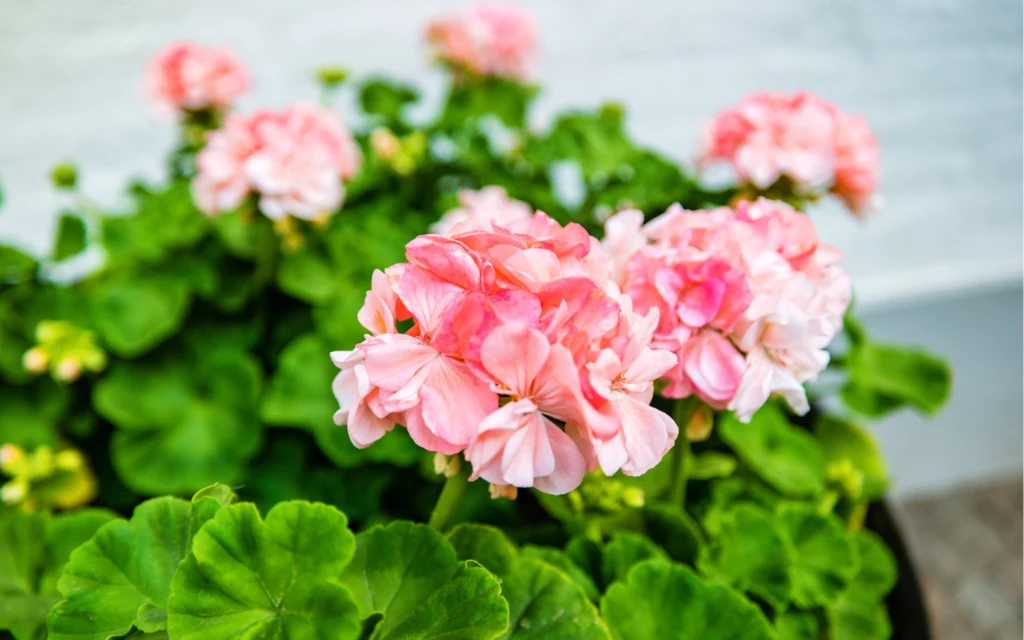 Pelargonie