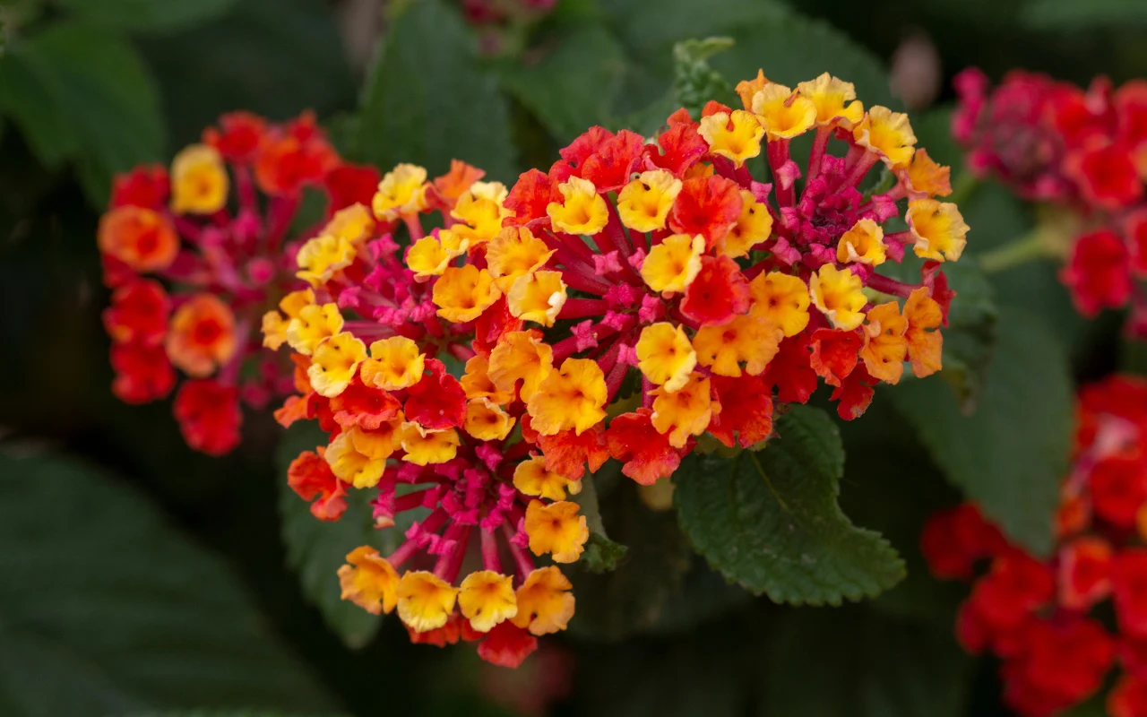 Lantana