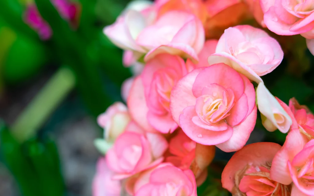 Begonia