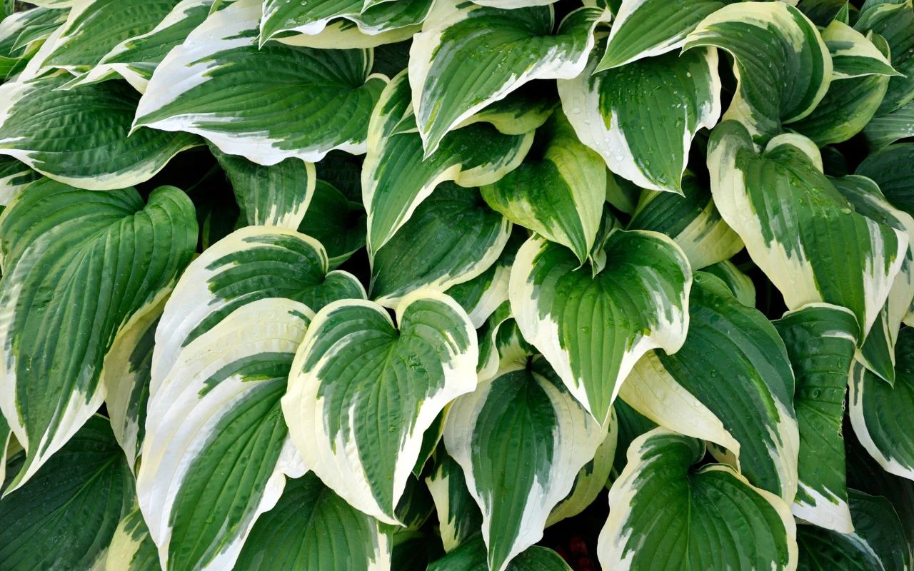 Hosta