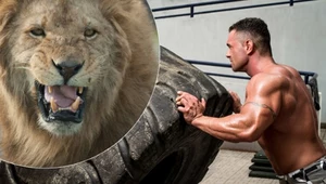 Strongman kontra lew - najbardziej szalone wyzwanie internetu?